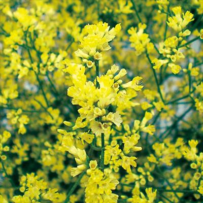 宿根スターチス 黄金の銀河