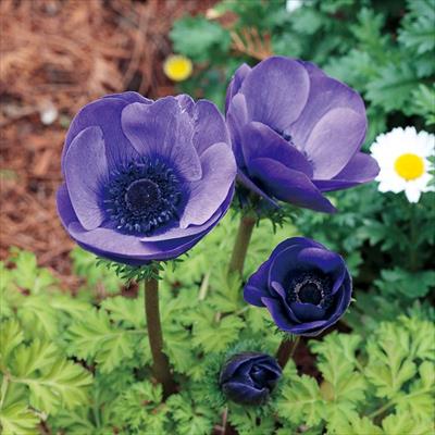 アネモネ ポルト ブルー