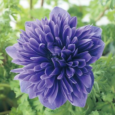 アネモネ 凜々花 ブルー系