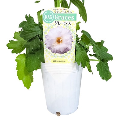 ラナンキュラス ラックス グレーシス