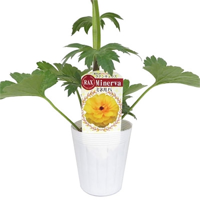 ラナンキュラス ラックス ミネルバ