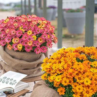 移りゆく花色 夫婦の絆で咲かせたオステオスペルマム｜種（タネ