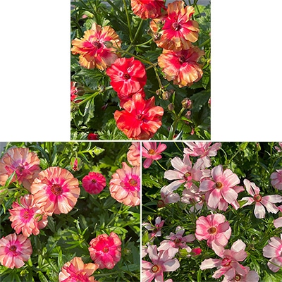 ラナンキュラス ラックス 厳選3種セット