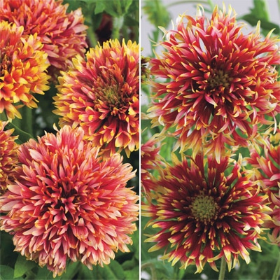 ガイラルディア ガリアシリーズ 2種セット