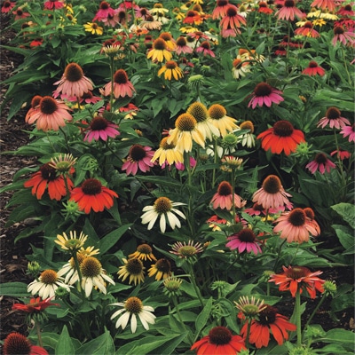 エキナセア ミックス