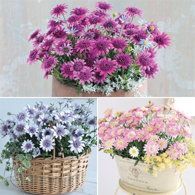 オステオスペルマム ダブルセレクション 3種セット