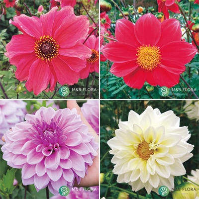 ダリア ガッツァリア八重＆一重 4種セット