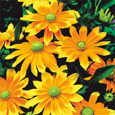 連結パック苗 5月お届け ルドベキア プレーリーサン