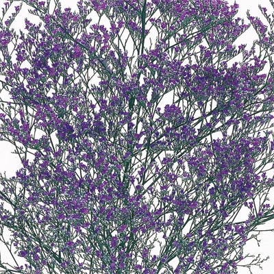 宿根スターチス 紫の銀河