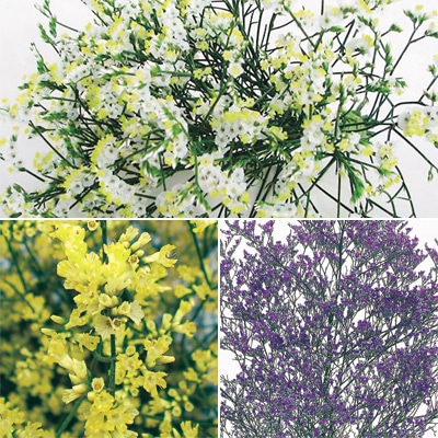 宿根スターチス 銀河 3種セット