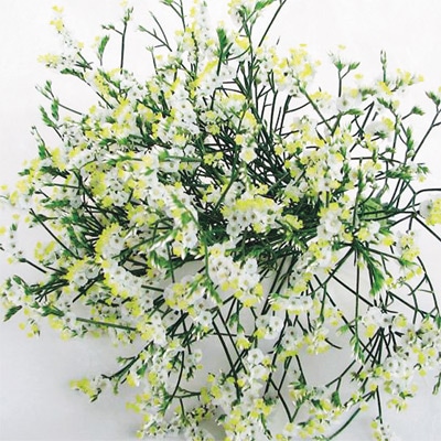 宿根スターチス 雪色の銀河