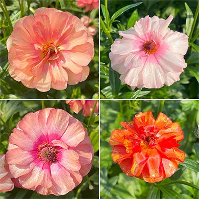 ラナンキュラス ラックス　ルージュセット