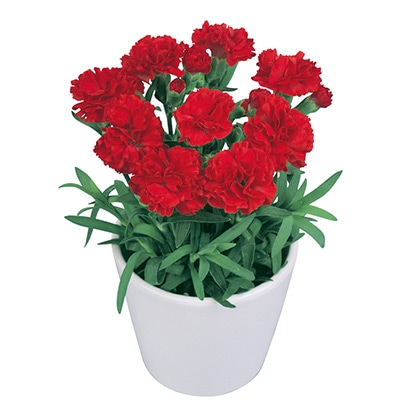 寄せ植えカーネーション プリティ いちご