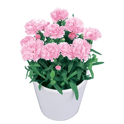寄せ植えカーネーション プリティ さくら