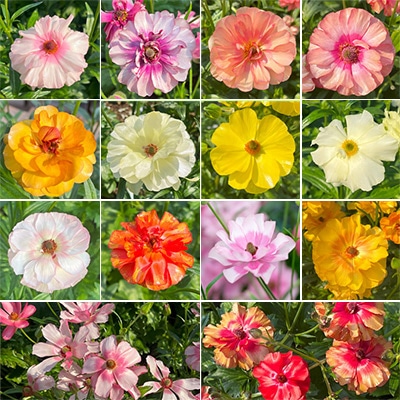 ラナンキュラス ラックス　見計らいお楽しみセット