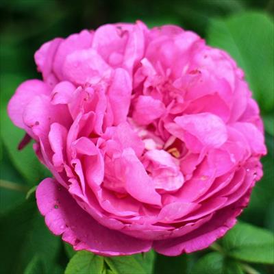 食香バラ(R) 豊華