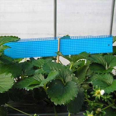 ビタットトルシーネット付