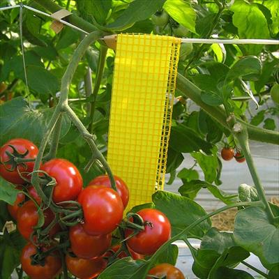 ビタットトルシーネット付