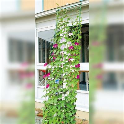 エコカーテンワイド