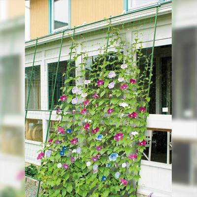 エコカーテンワイド