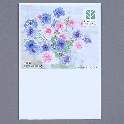 ぷらんたん（R） フラワー 矢車菊