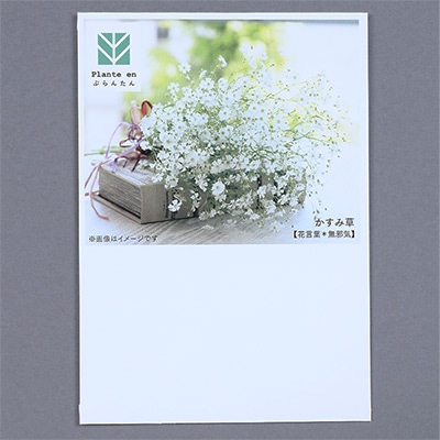 ぷらんたん（R） フラワー かすみ草