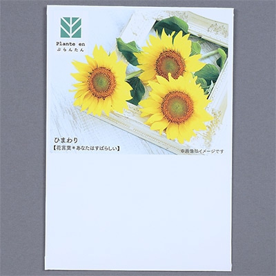 ぷらんたん（R） フラワー ひまわり