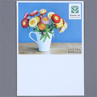 ぷらんたん（R） フラワー ヘリクリサム