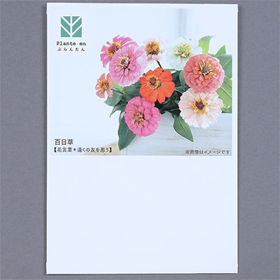 ぷらんたん（R） フラワー 百日草（ジニア）