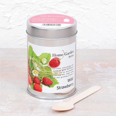 ホームガーデン ワイルドストロベリー