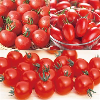 北海道・士別 サカタオリジナル品種 ミニ・中玉トマト 詰め合わせ