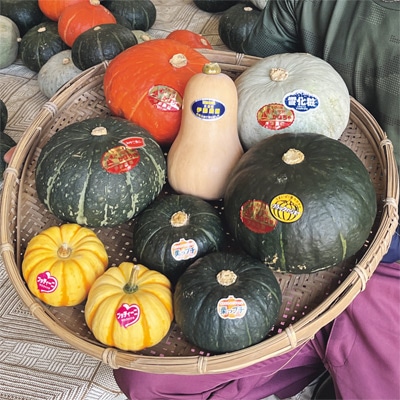 神奈川 伊藤農園カボチャ オールスター7種セット