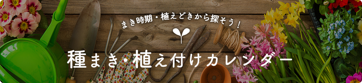 まき時期から探そう！種まきカレンダー