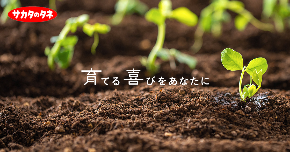 サカタのタネのこだわり┃株式会社サカタのタネ