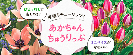 ミニサイズがかわいい原種系チューリップ！「あかちゃんちゅうりっぷ」