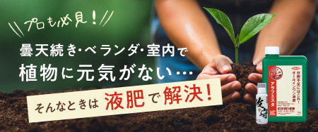 プロも必見！曇天続き・ベランダ・室内で植物に元気がない…そんなときは液肥で解決！