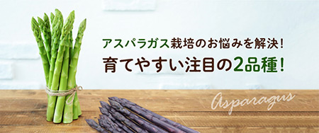 アスパラガス栽培のお悩みを解決！育てやすい注目の2品種！