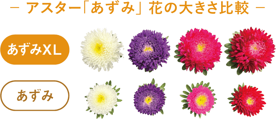 アスターあずみ 花の大きさ比較。あずみに比べてあずみXLの花のサイズは1.5～2倍程、ボリュームがあり見栄えします！