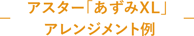 アスター「あずみXL」アレンジメント例