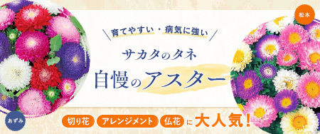 お盆やお彼岸の仏花として大人気！ロングセラーのアスター「あずみ」「松本」