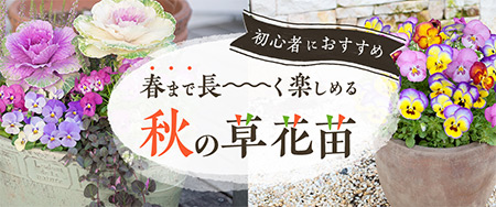 初心者におすすめ 春まで長く楽しめる！秋の草花苗