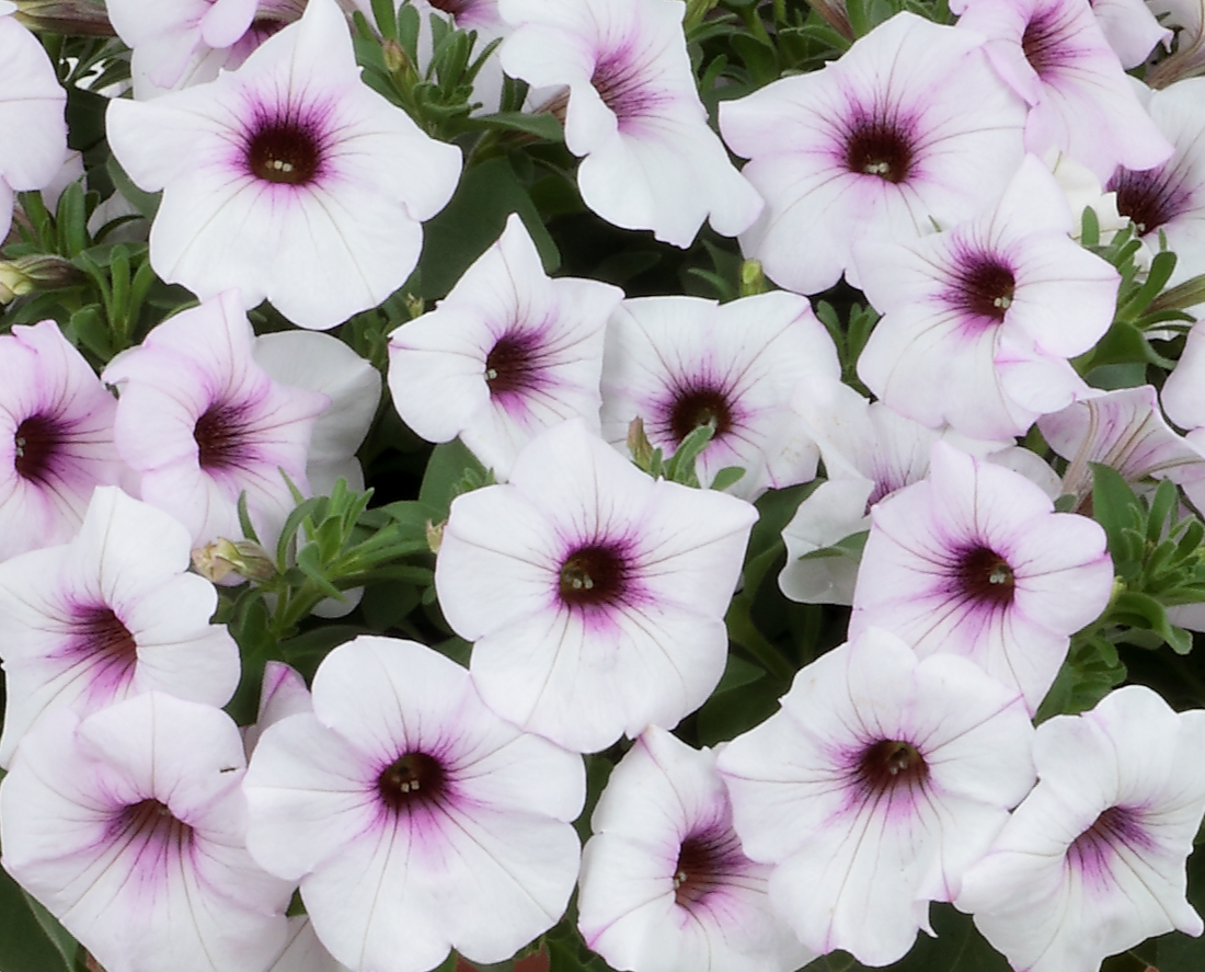 トレーリング ラベンダーアイス