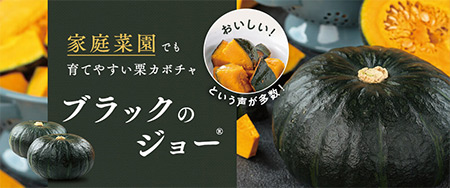 家庭菜園でも育てやすい栗カボチャ「ブラックのジョー(R)」