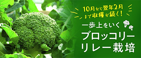 10月から翌年2月まで収穫が続く！一歩上をいくブロッコリーリレー栽培