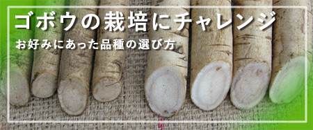 ゴボウの栽培にチャレンジ お好みにあった品種の選び方