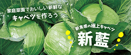家庭菜園 おいしいキャベツの作り方 人気の新食感の極上キャベツ 新藍