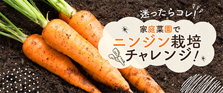 家庭菜園でニンジン栽培にチャレンジ！品種の選び方のコツ
