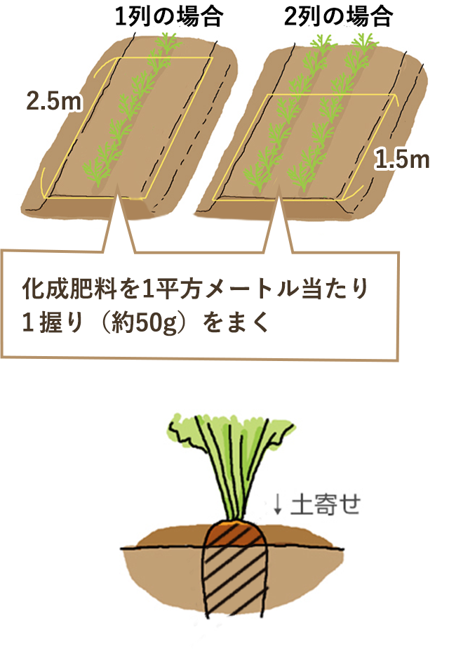 追肥 化成肥料を1平方メートル当たり1握り（約50g）をまく