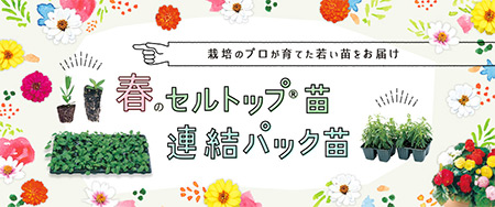 栽培のプロが育てた若い苗をお届け 春のセルトップ苗、連結パック苗