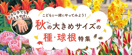 小さな手でもまきやすい 秋の大きめサイズの種・球根特集